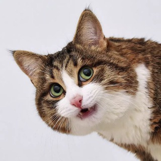 Rexiecat Telegram Lifestyle channel